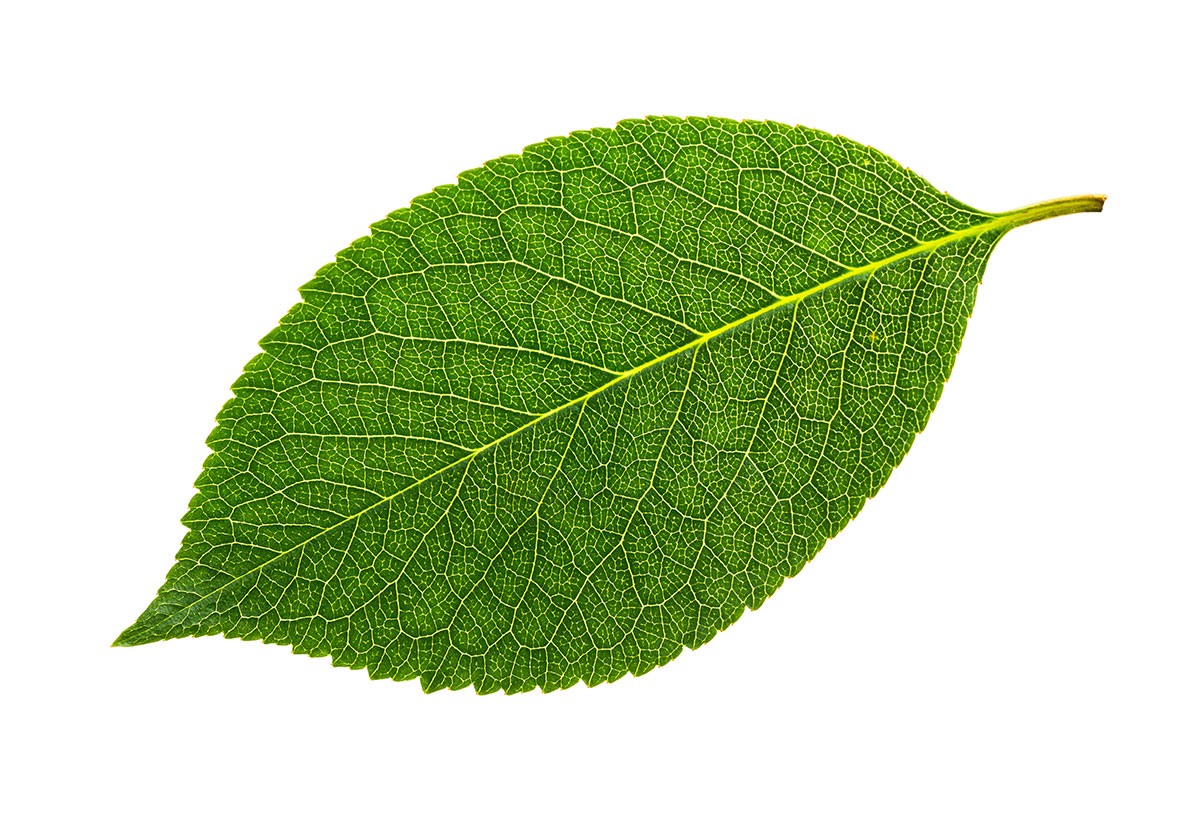 Cherry leaf